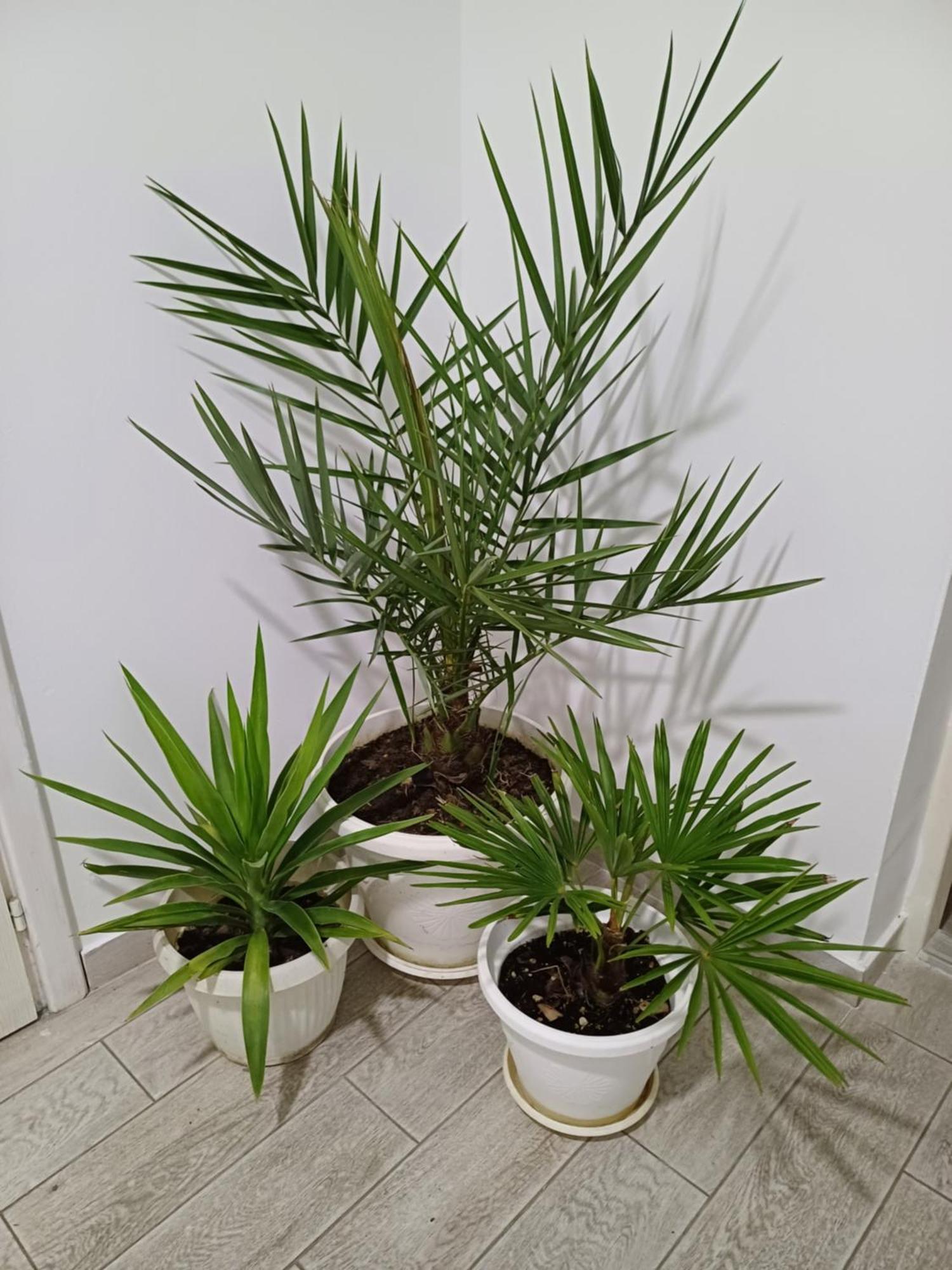 Apartman “Sanja” Pirot Bagian luar foto